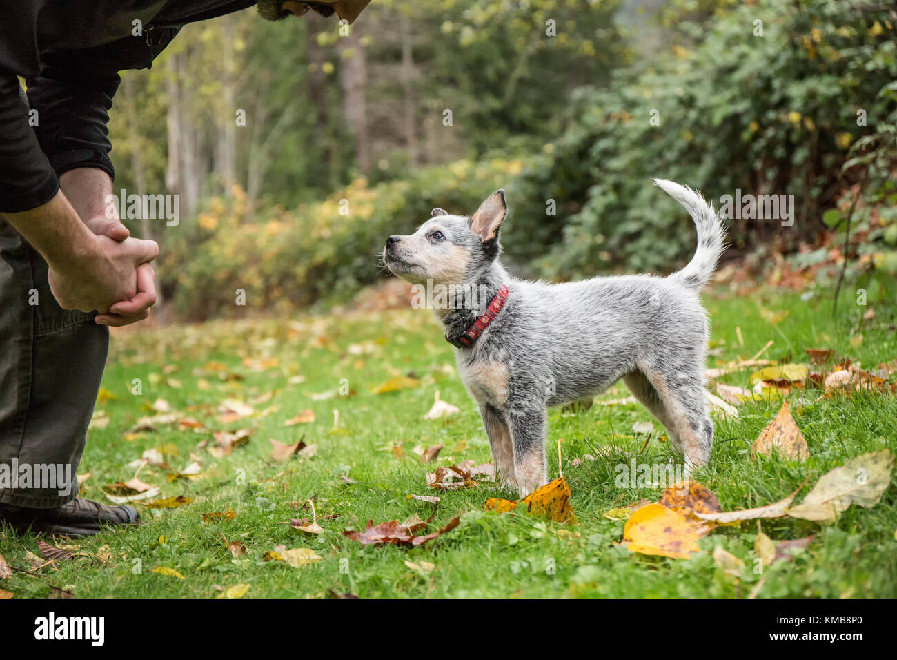 Man training "Lilly", his 10 week old Australian Cattledog puppy in Issaquah, Washington, USA