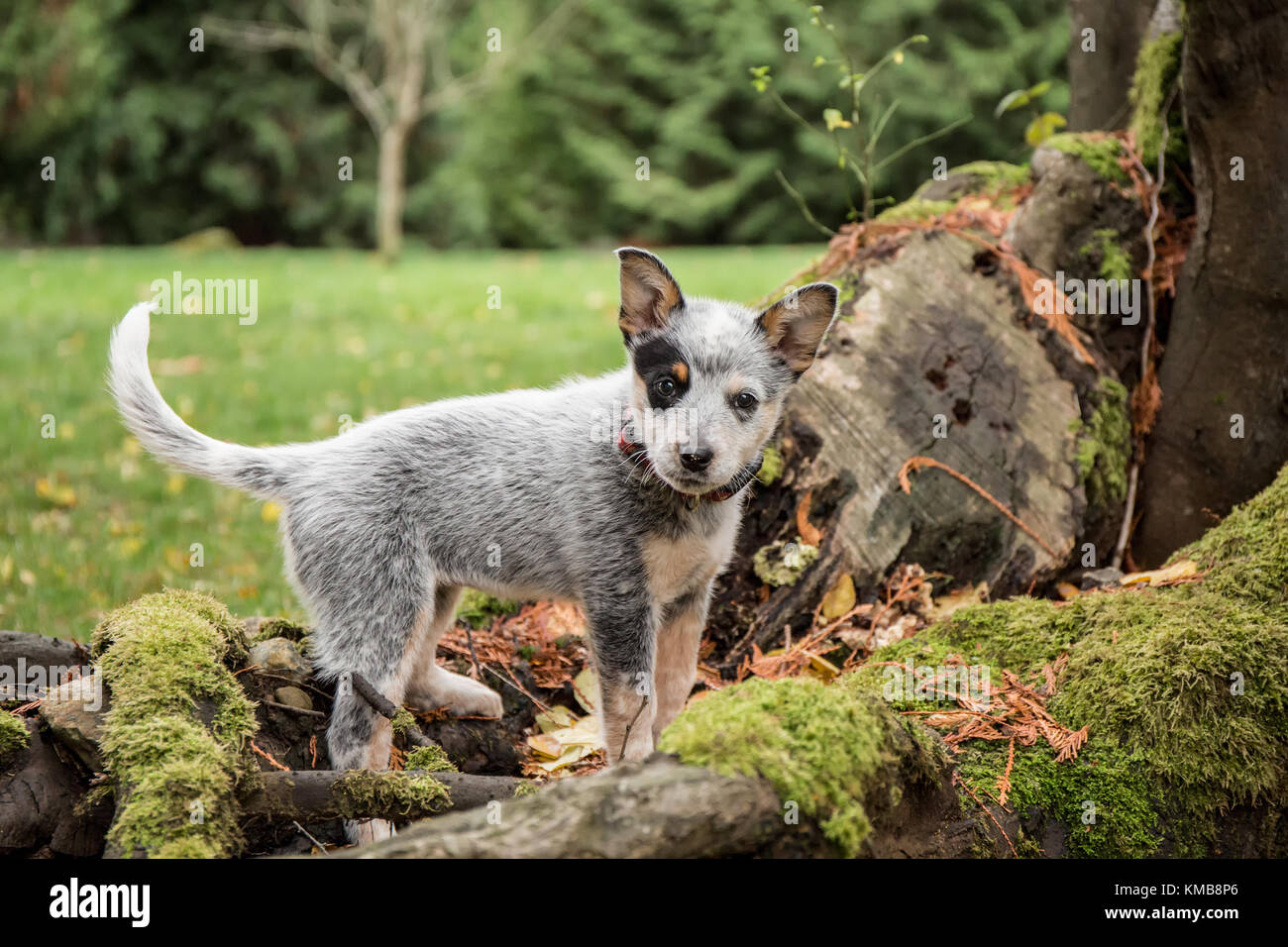 'Lilly', a 10 week old Australian Cattledog puppy, playing around the large moss-covered tree roots in Issaquah, Washington, USA. Stock Photo