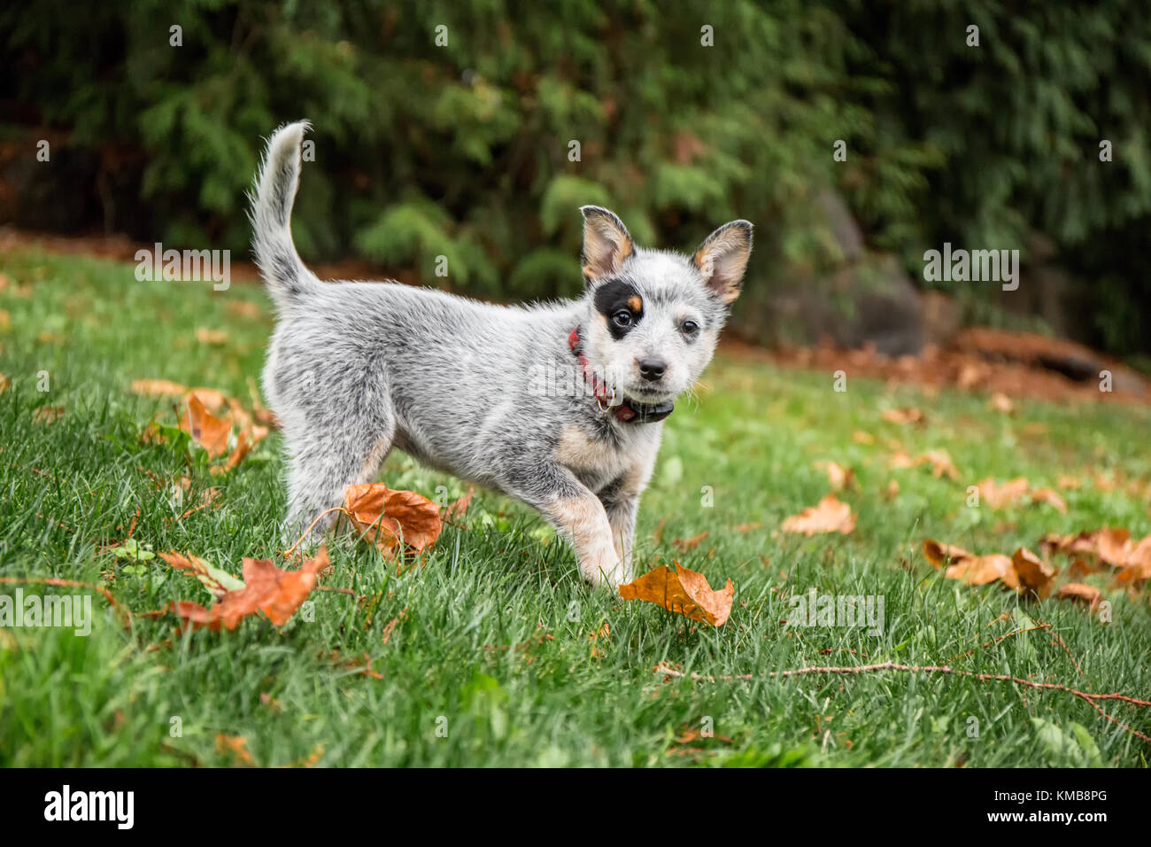 Lilly A 10 Week Old Australian Cattledog Puppy Playing In Her Yard In Issaquah Washington Usa The Australian Cattle Dog Acd Queensland Heel Stock Photo Alamy Lilly A 10 Week Old Australian Cattledog Puppy Playing In Her Yard In Issaquah Washington Usa The Australian Cattle Dog Acd Queensland Heel Stock Photo Alamy