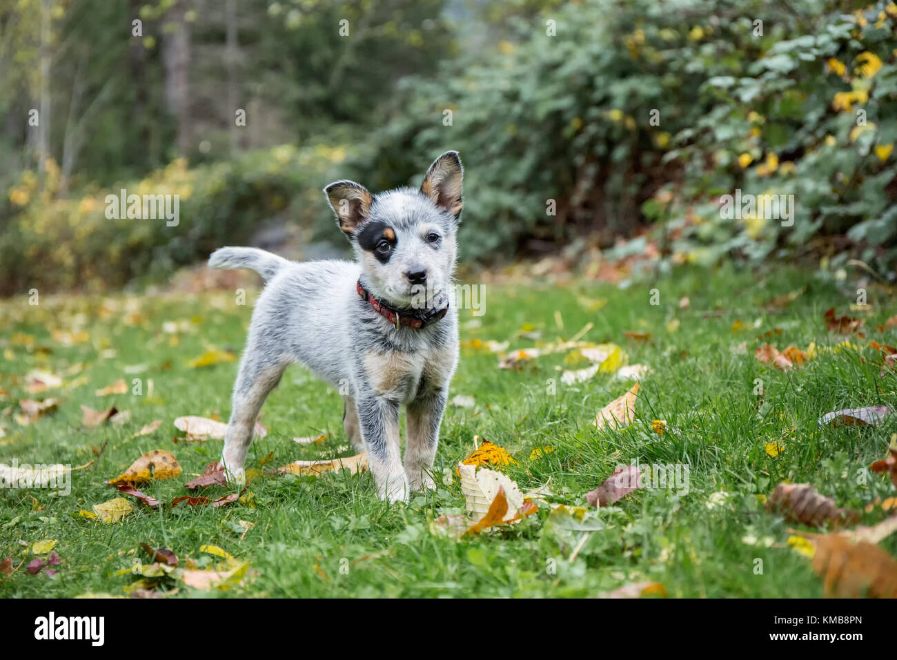 Queensland heeler hi-res stock photography and images - Alamy