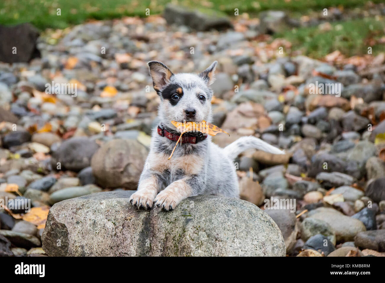 'Lilly', a 10 week old Australian Cattledog puppy posing with a leaf 'treasure' in her mouth in a dry streambed in Issaquah, Washington, USA. Stock Photo