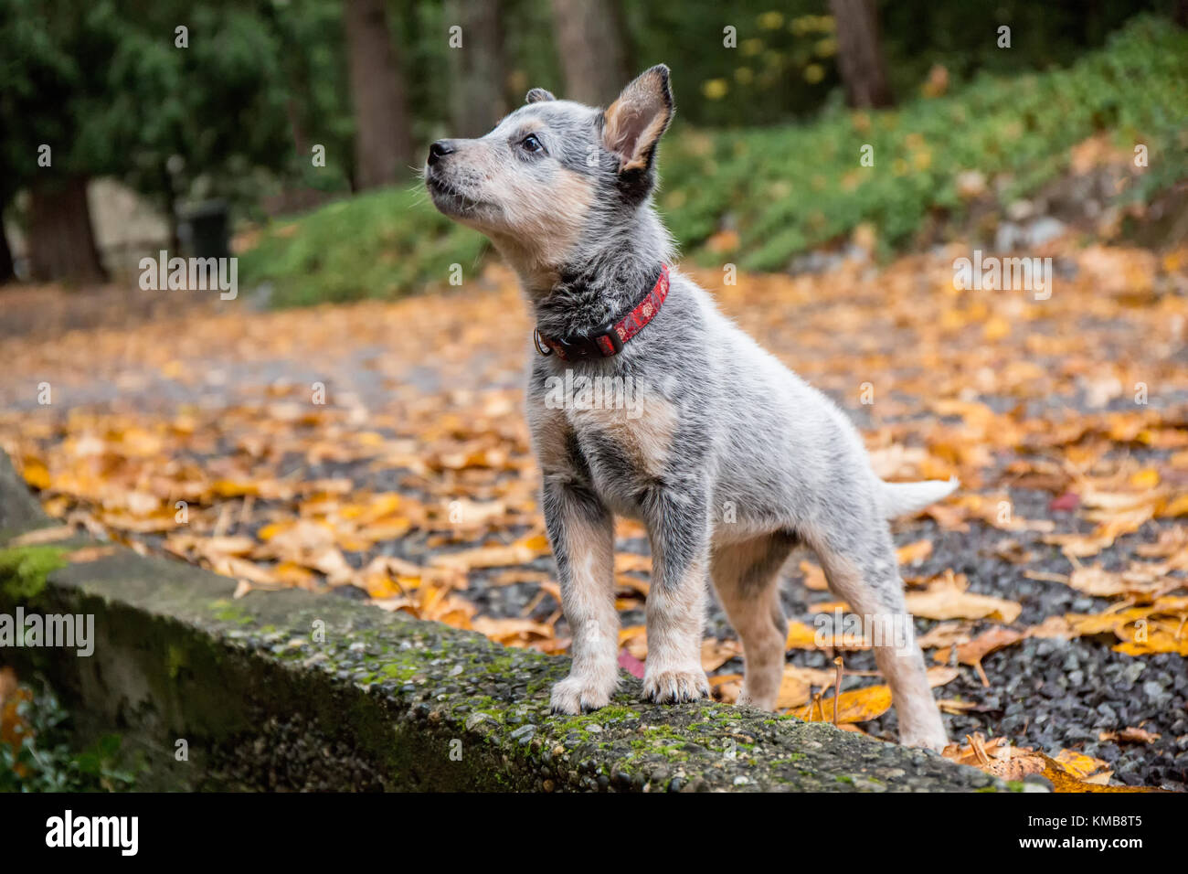 Lilly A 10 Week Old Australian Cattledog Puppy Posing On A Stone Wall In Issaquah Washington Usa Stock Photo Alamy Lilly A 10 Week Old Australian Cattledog Puppy Posing On A Stone Wall In Issaquah Washington Usa Stock Photo Alamy