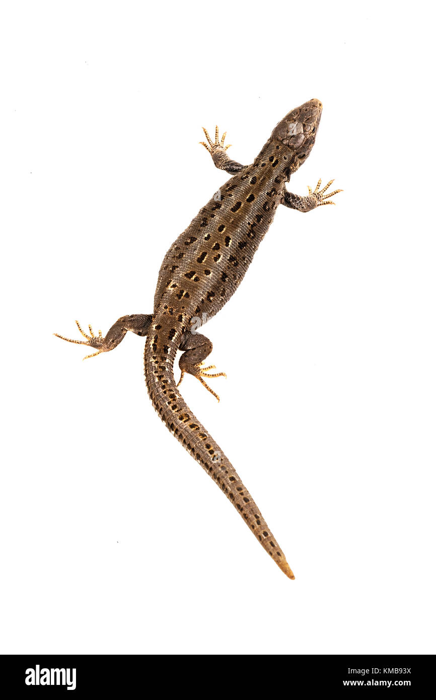 Sand lizard (Lacerta agilis) isolated on a white background Stock Photo ...