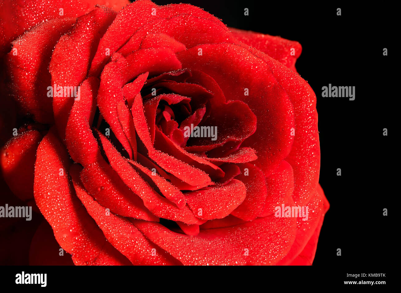 Dramatic and dark red rose center and petals, blooming, with lots of detail, macro closeup, black background and water droplets on the petals Stock Photo