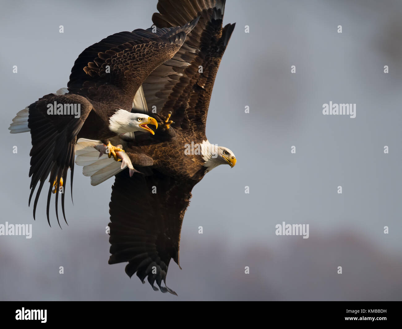 Bald Eagle Battle Stock Photo