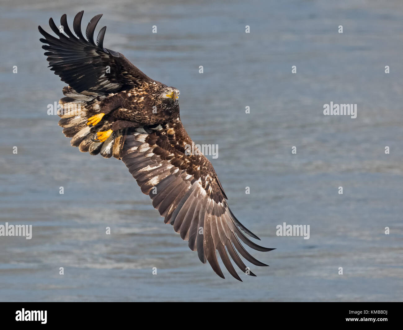 Juvenile Bald Eagle in Flight Stock Photo