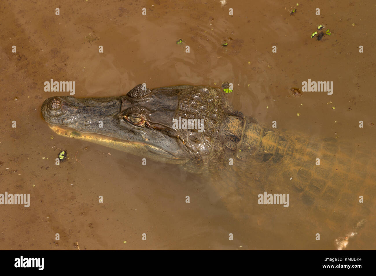 Crocodile caiman Amacayacu National park, Amazon, Colombia Stock Photo