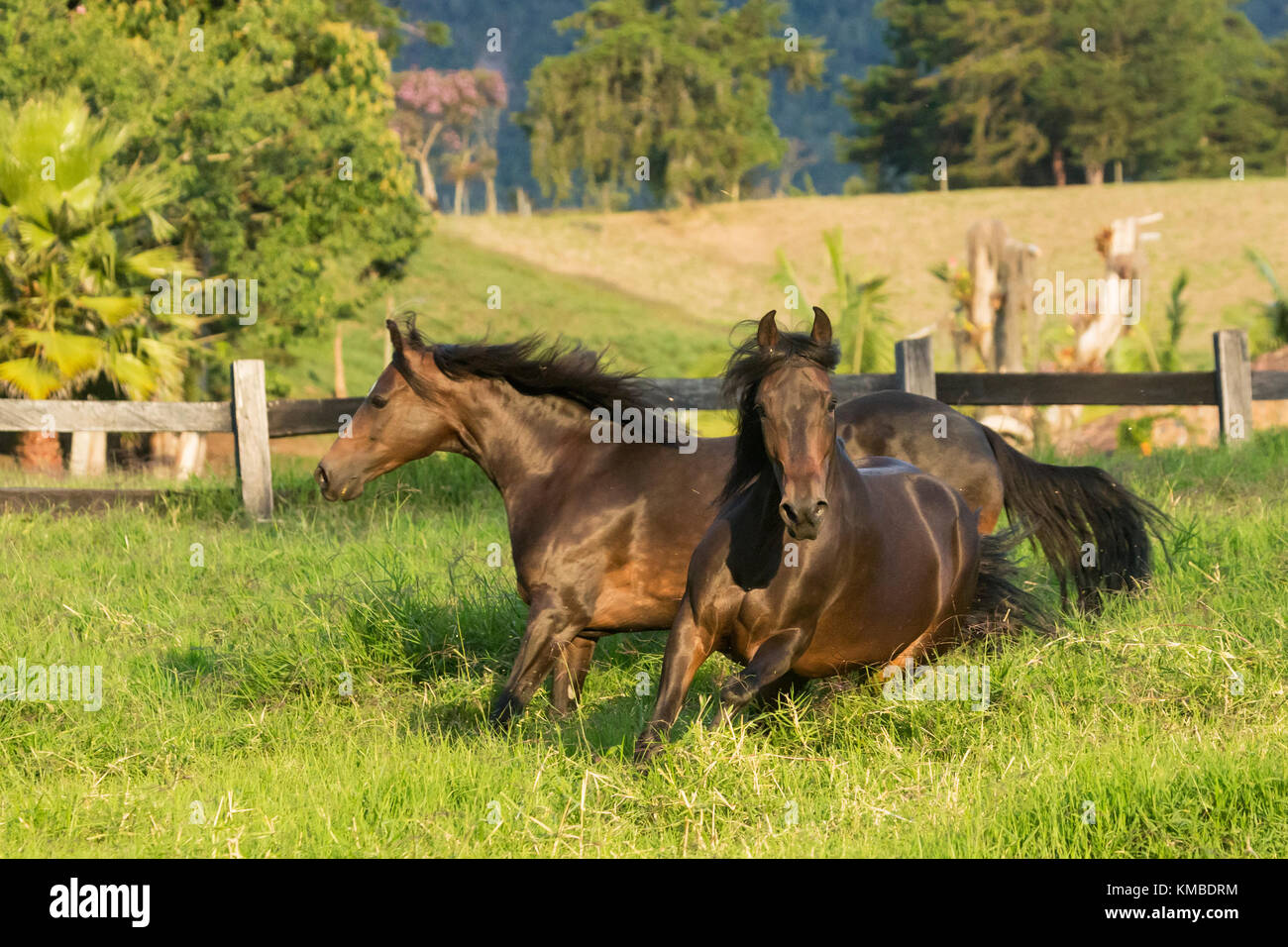 Paso Fino mares, Horse, galloping Rionegro, Colombia, South America