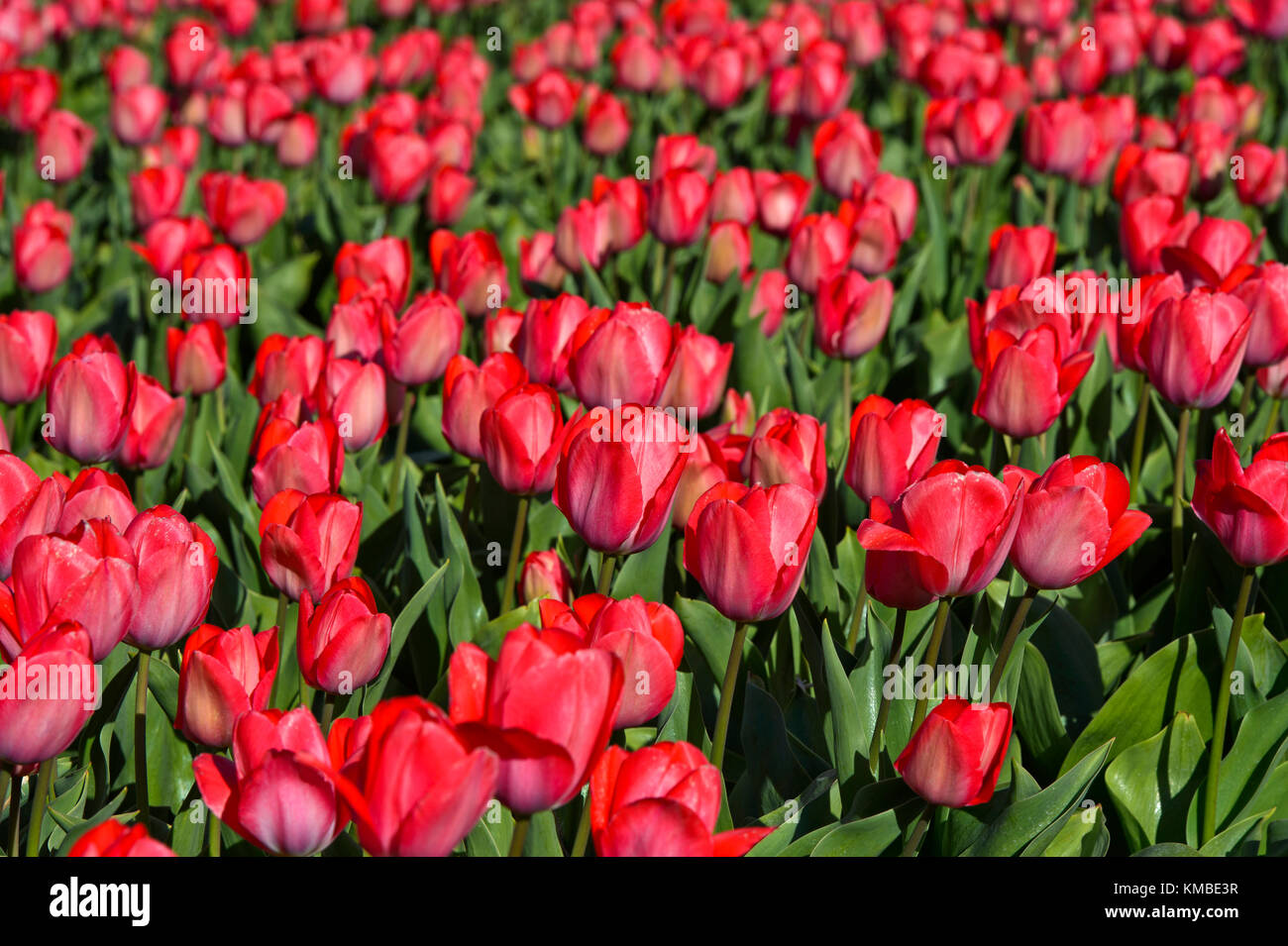 Field of pink tulips for the production of flower bulbs in the Bollenstreek area, Noordwijkerhout, Netherlands Stock Photo