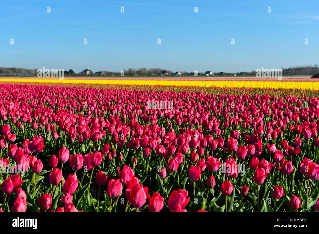 Field of pink tulips of the species Lady Van Eijk for the production of flower bulbs in the Bollenstreek area, Noordwijkerhout, Netherlands Stock Photo
