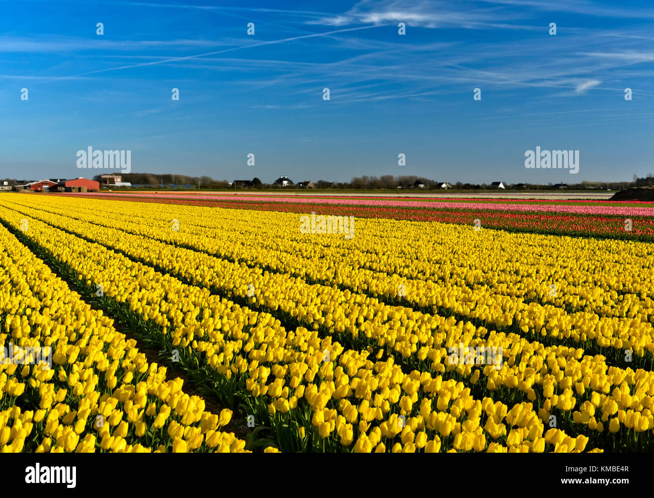 Field of yellow tulips of the species Yellow Purissima for the production of flower bulbs in the Bollenstreek area, Noordwijkerhout, Netherlands Stock Photo