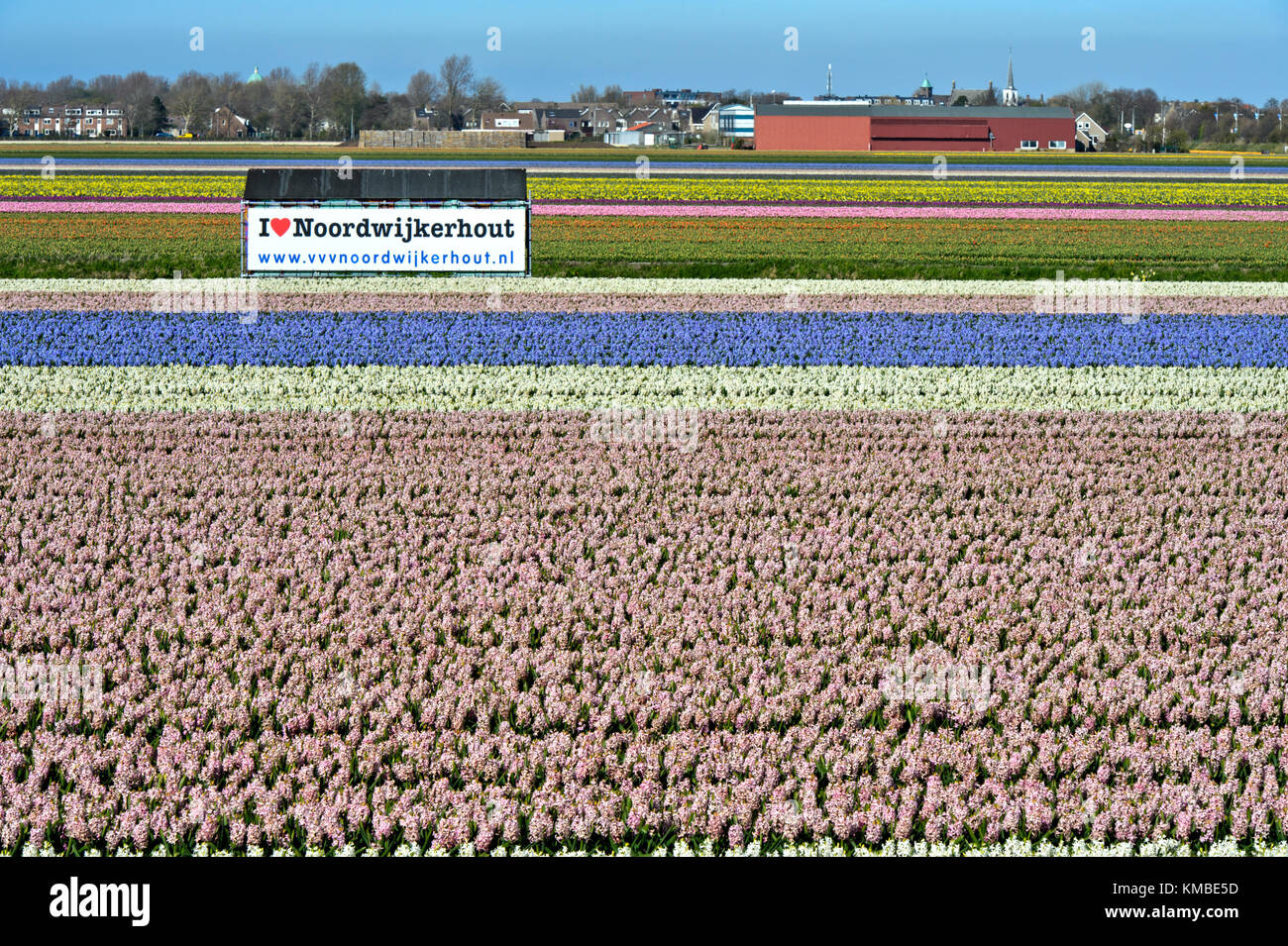 Filed of blossoming hyacinths and a poster with the words I love Noordwijkerhout, Noordwijkerhout, Netherlands Stock Photo
