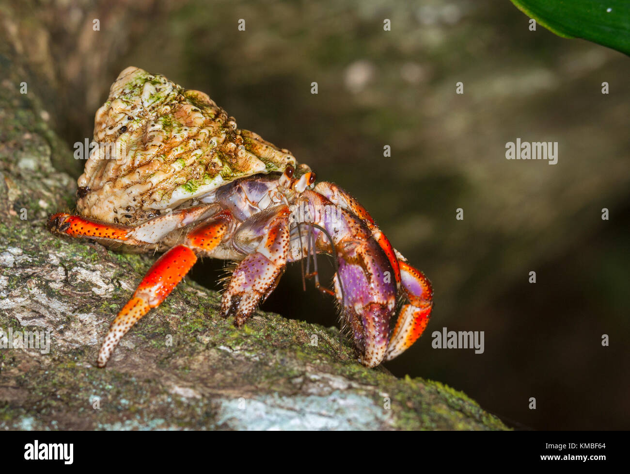 Land hermit crab (Coenobita clypeatus) running Stock Photo