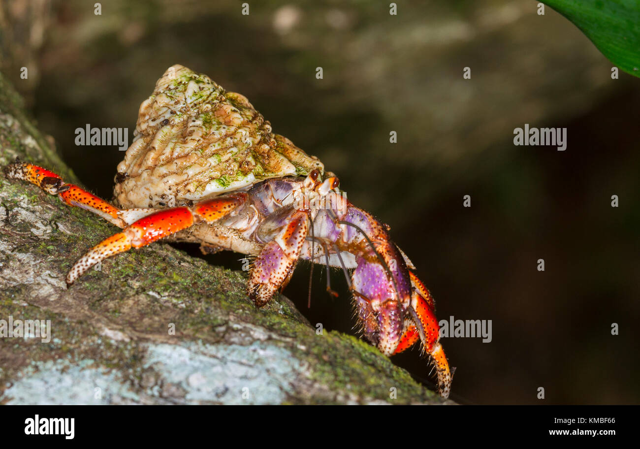 Caribbean hermit crab running on the palm tree Stock Photo