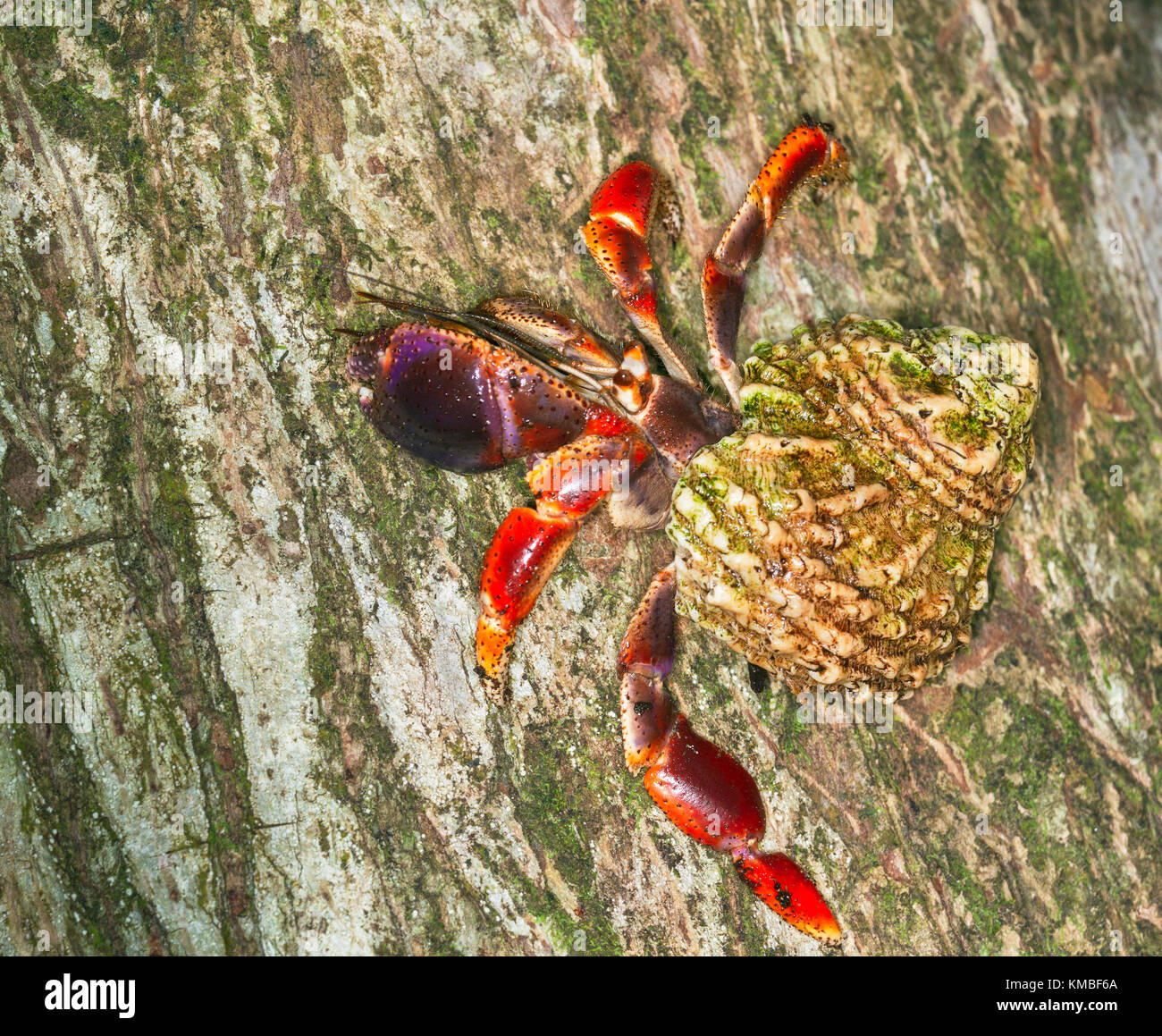 Tree hermit crab (Coenobita clypeatus) Stock Photo