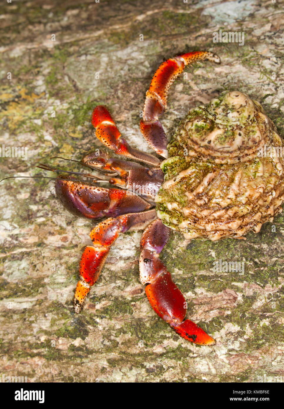 Caribbean hermit crab (Coenobita clypeatus) Stock Photo