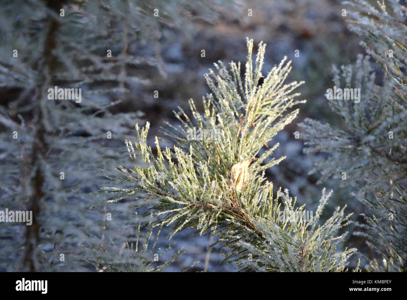 Pine tree needles coated in frost in forest Stock Photo - Alamy