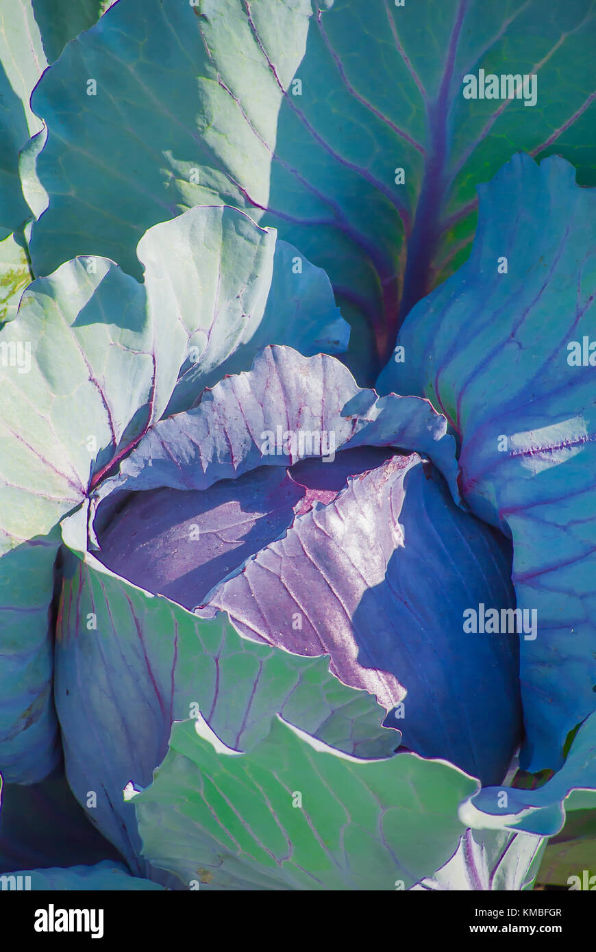Purple Cabbage Growing in Field Stock Photo Alamy