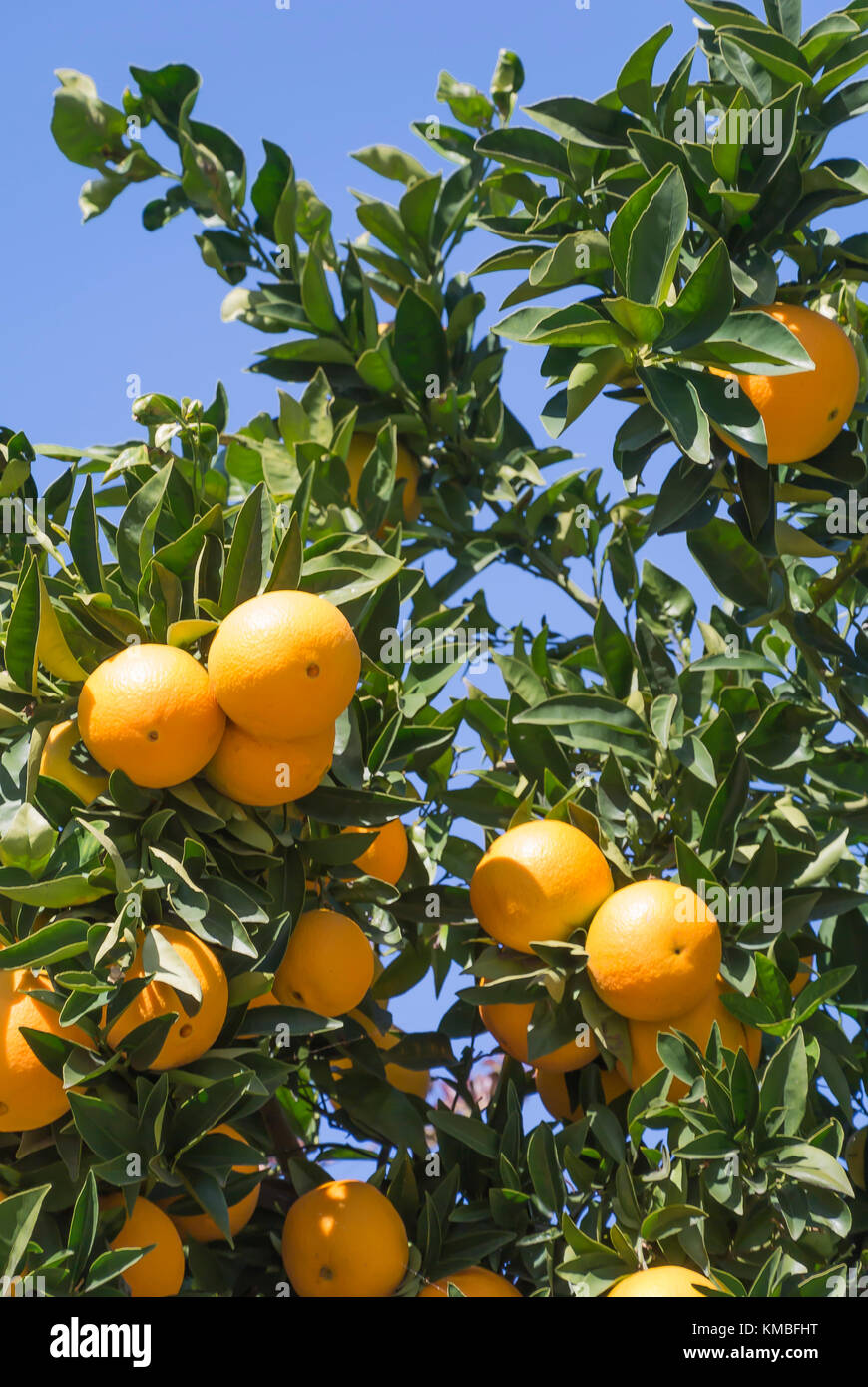 California oranges growing on tree hires stock photography and images