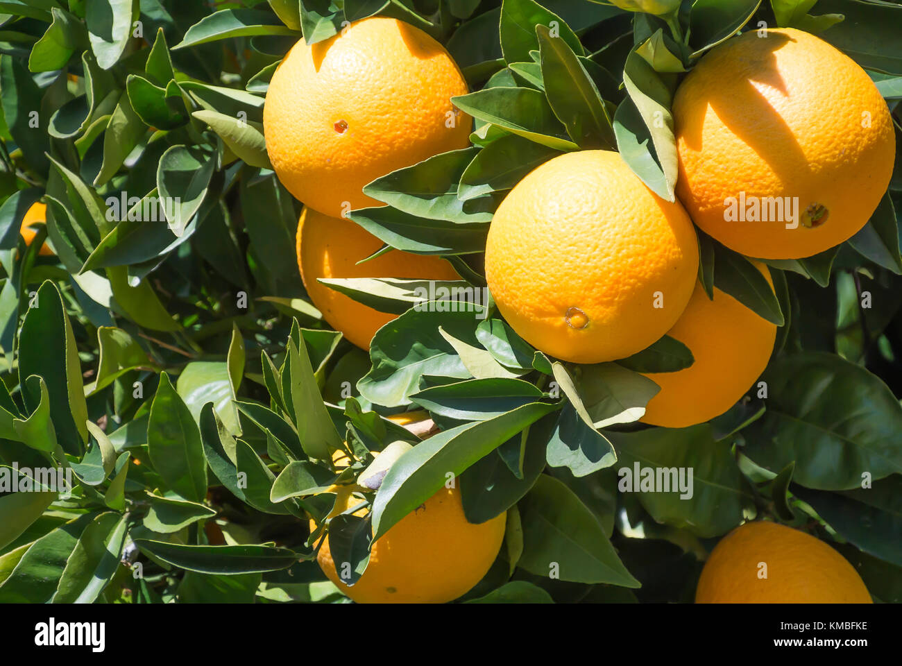 Oranges Growing on Tree Stock Photo Alamy