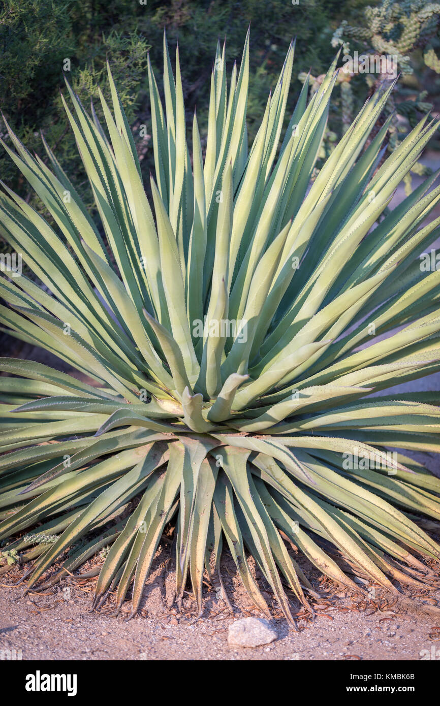 Century plant (Agave americana), Tucson, Arizona, USA Stock Photo