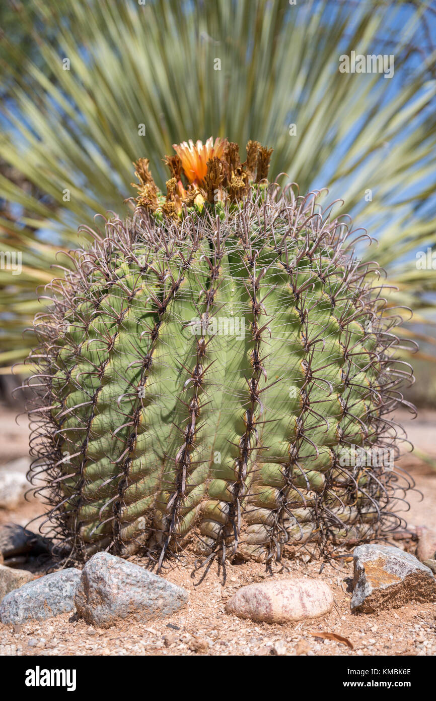 Fishhook Barrel Cactus Ferocactus Wislizeni With Flower Tucson Stock Photo Alamy