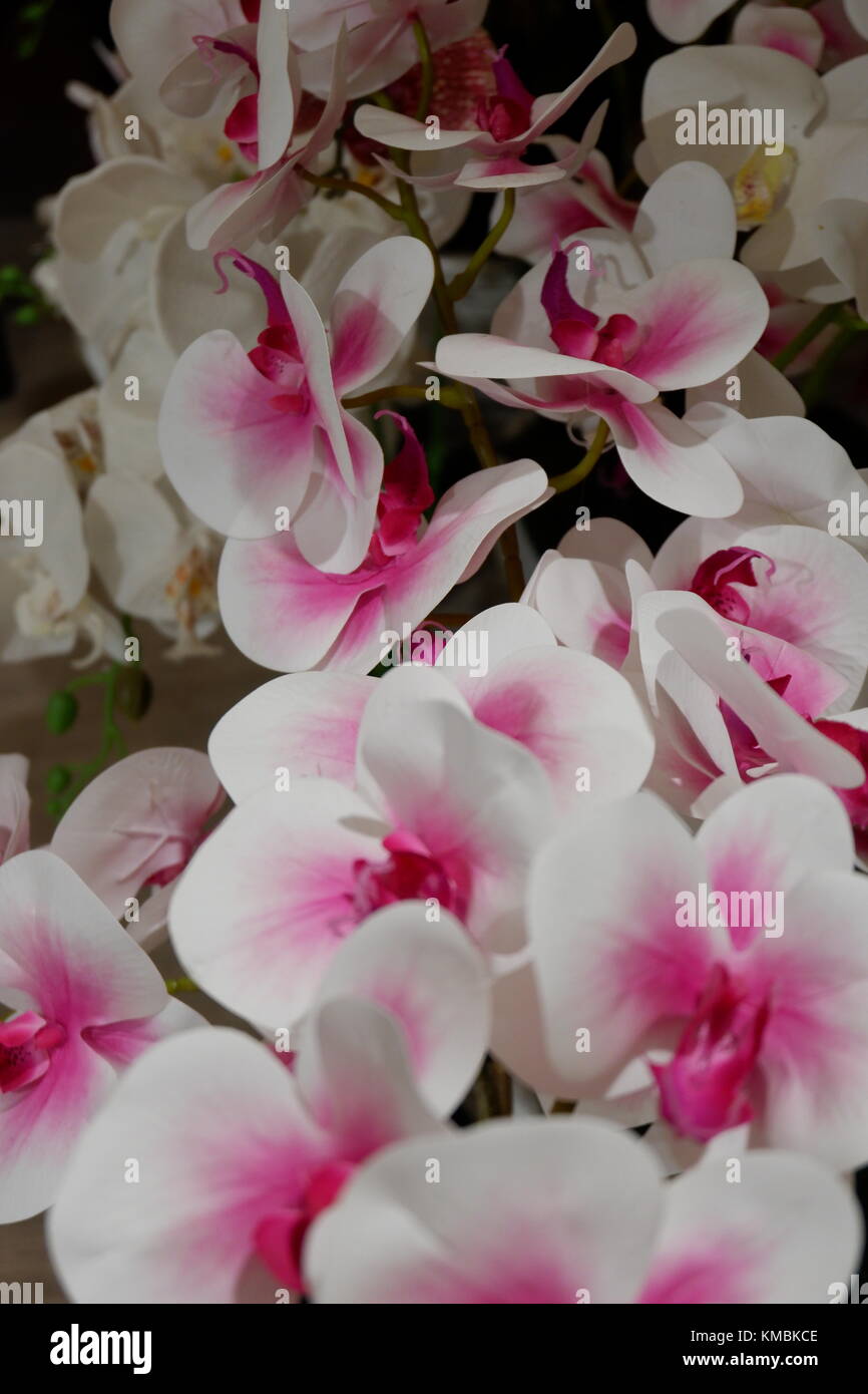 Artificial White Orchids Flowering Plants on display looks fresh and real in focus Stock Photo