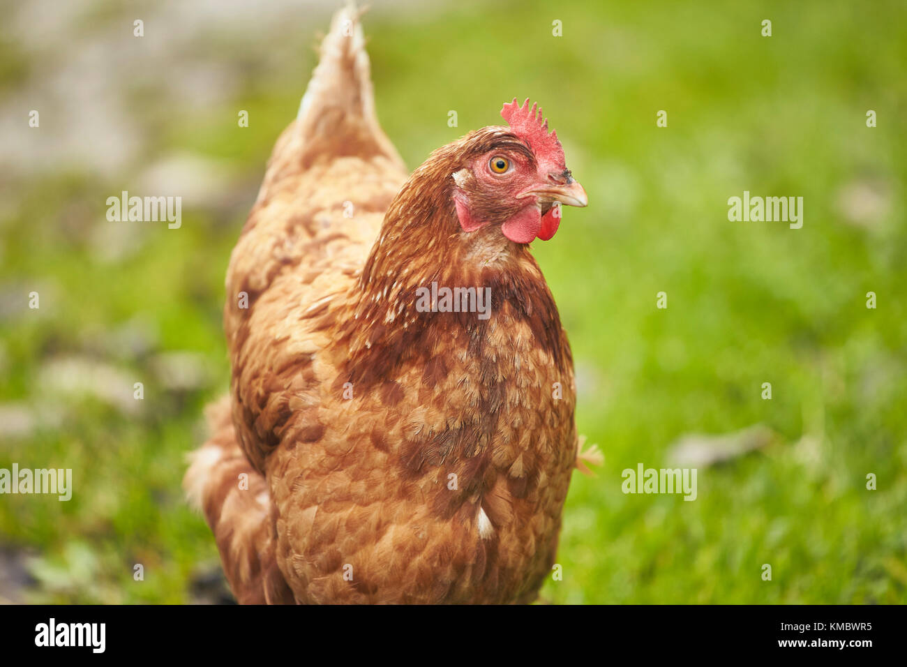 Free range Chicken on roaming on green grass Stock Photo