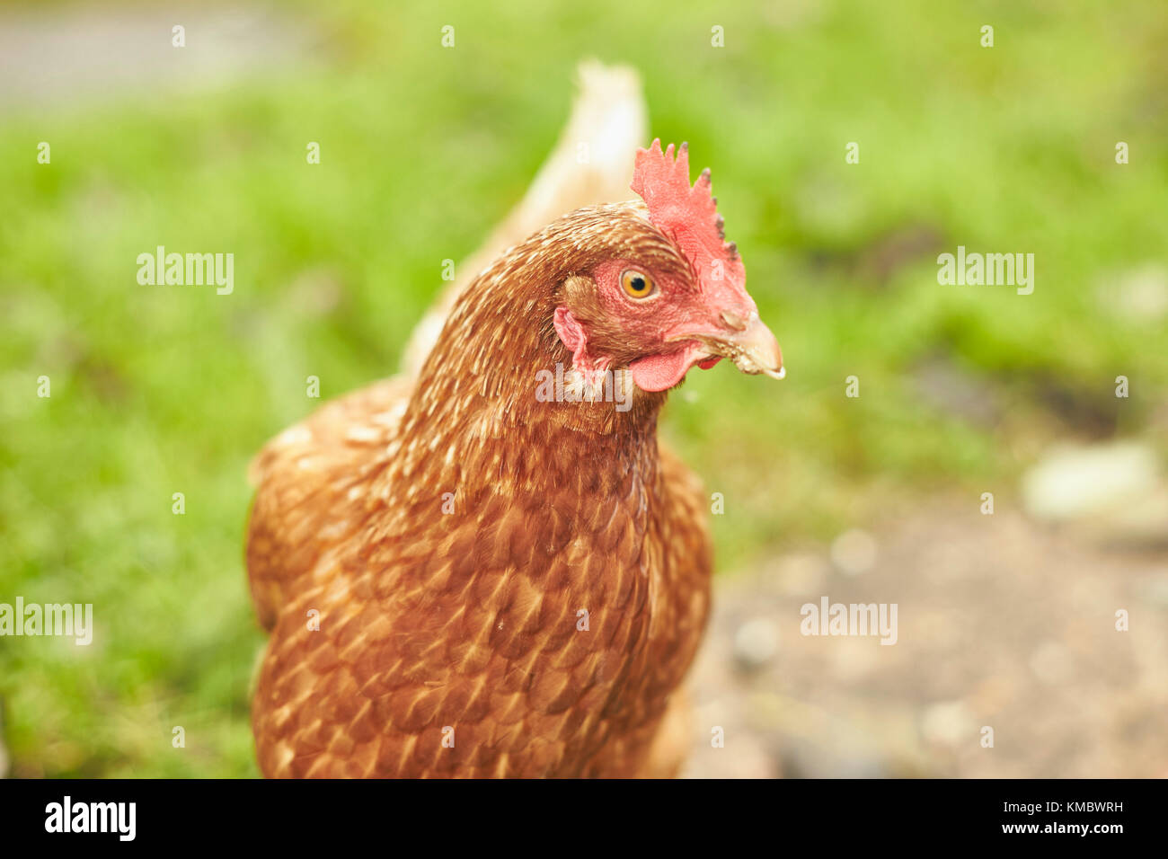 Free range Chicken on roaming on green grass Stock Photo