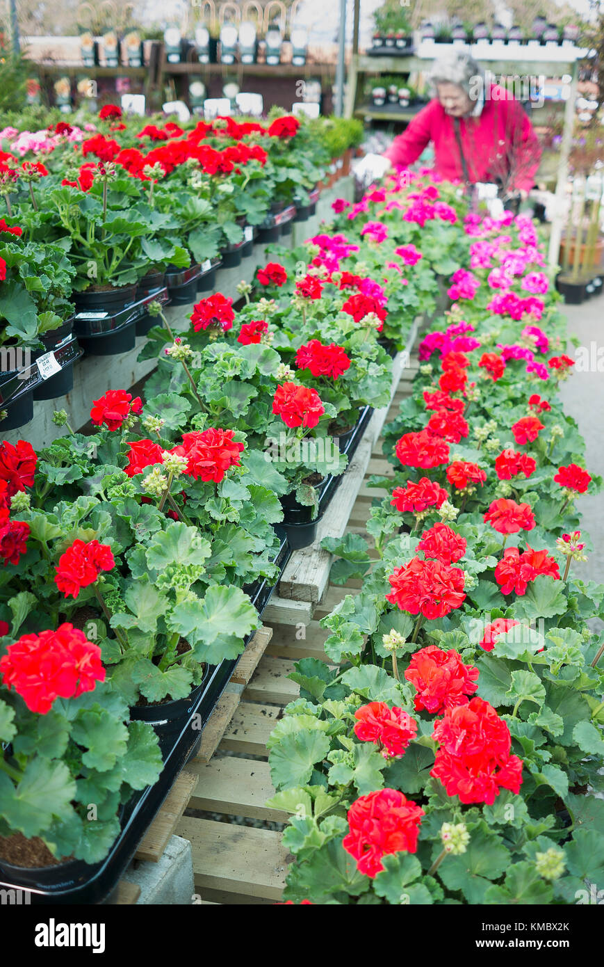 Zonal pelargoniums hires stock photography and images Alamy