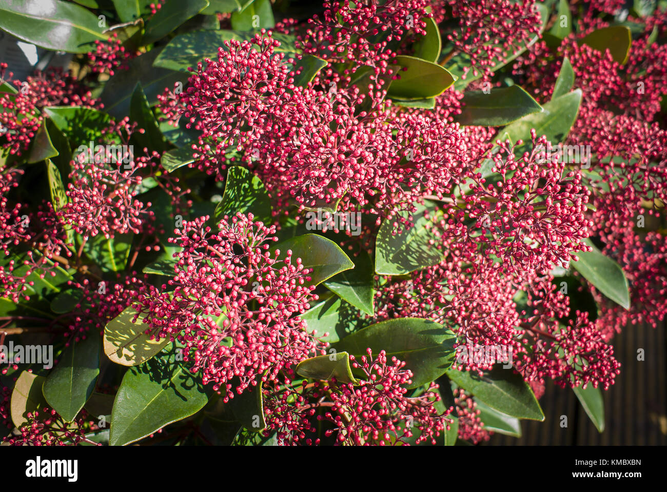 Colorful Skimmia japonica Rubella for sale at an English garden centre in UK Stock Photo