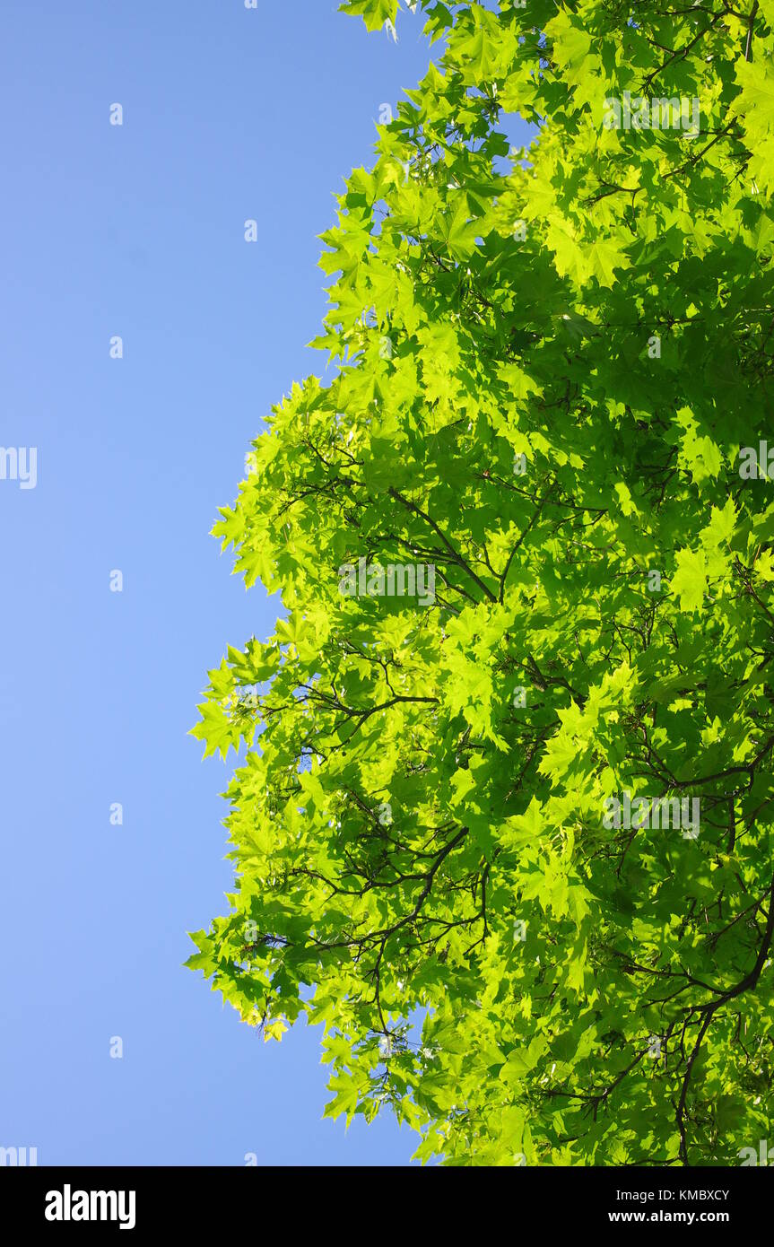 green leaves tree sky Stock Photo - Alamy