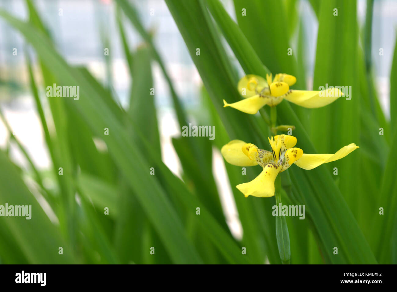 Yellow Walking Iris, Neomarica longifolia, Central of Thailand Stock Photo