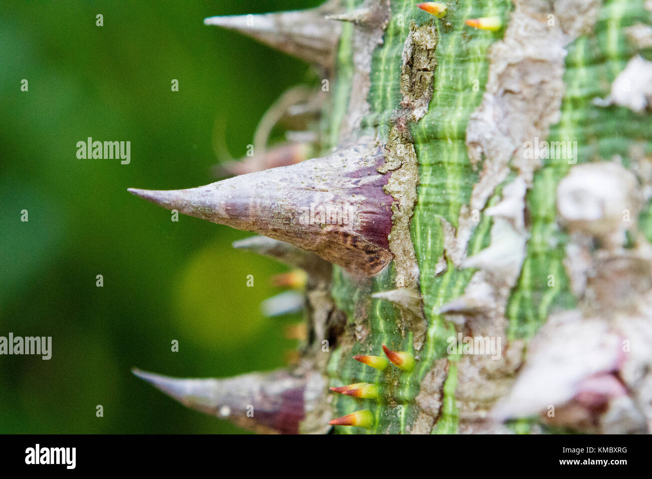 Close up of thorn in Ceiba tree Stock Photo
