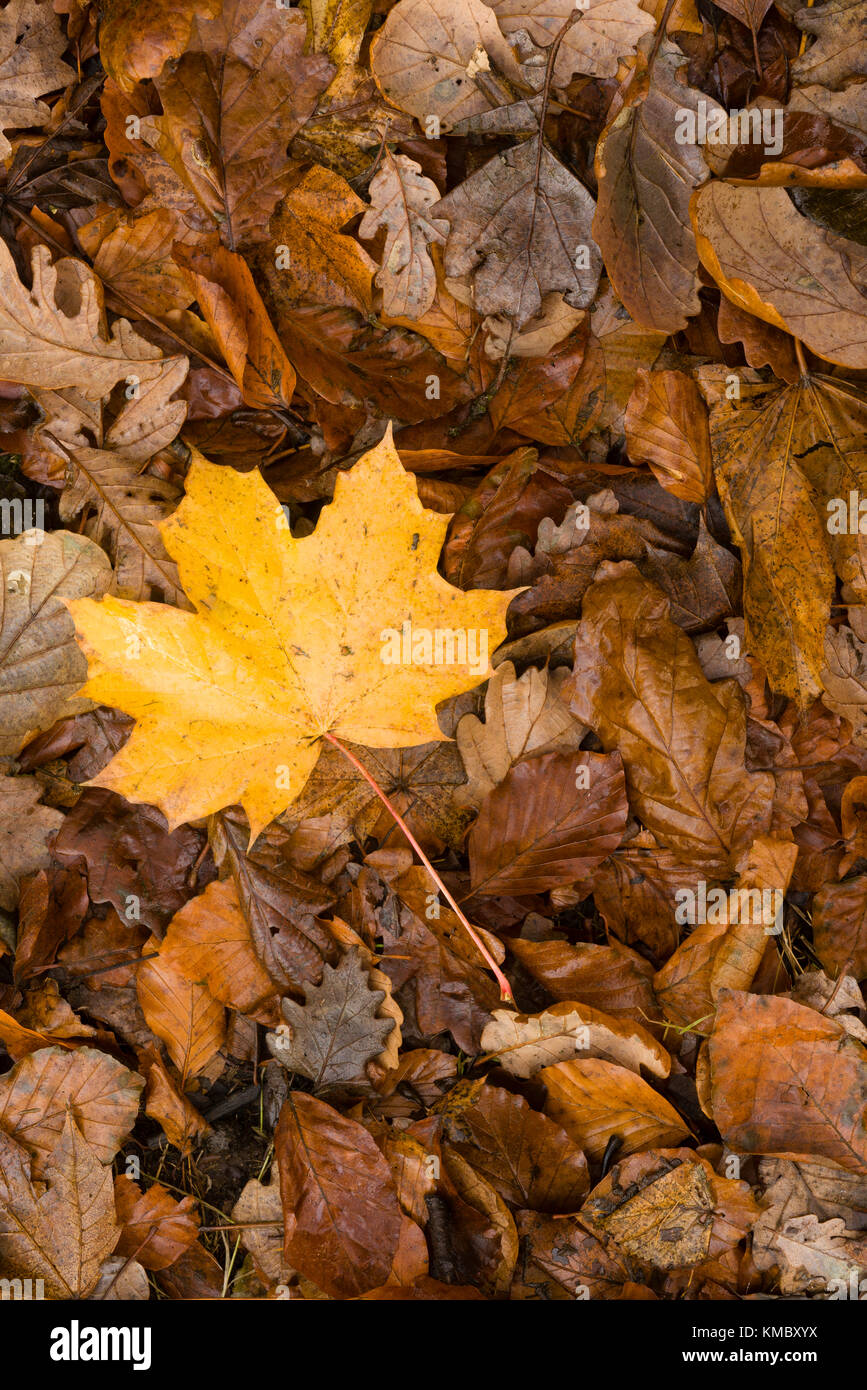 Sycamore leaf on a bed autumn leaves on woodland floor in early winter in Bacton also know as Witton Woods, Norfolk, UK. Stock Photo