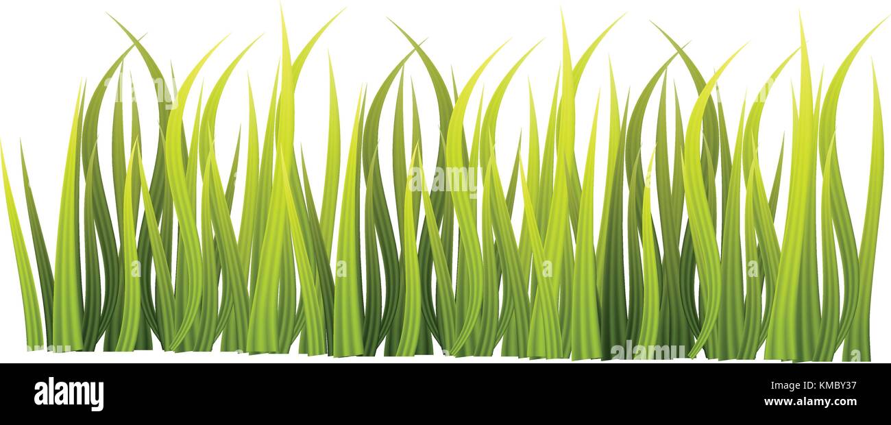 Green grass vector isolated on white background Stock Vector Image ...