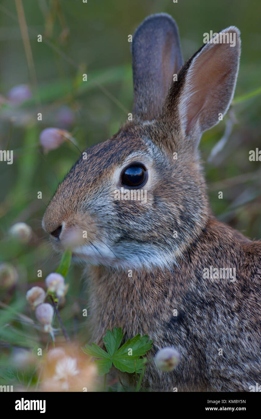 Rabbit feeding in a spring meadow Stock Photo Alamy