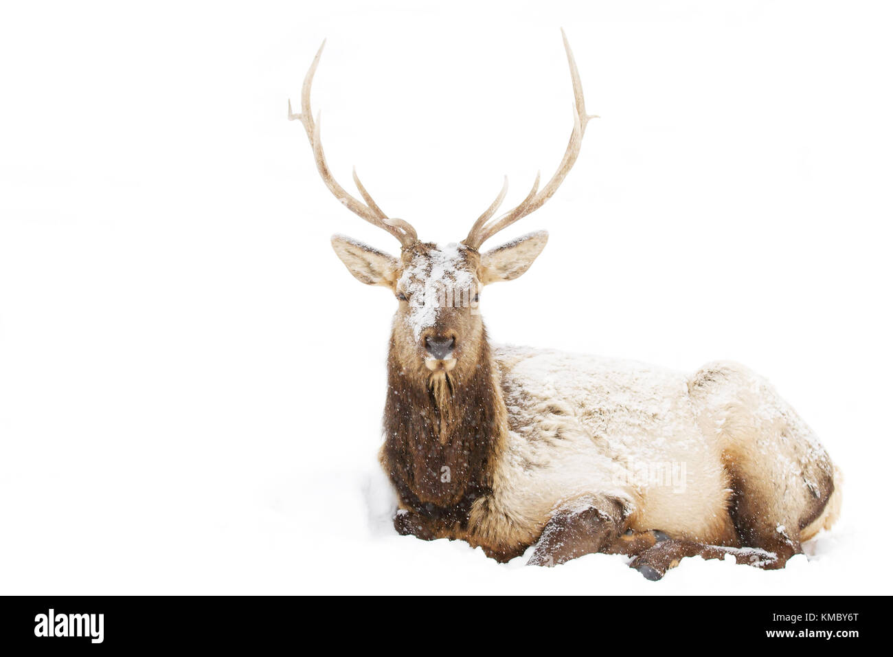Bull Elk with large antlers sitting in the snow Stock Photo