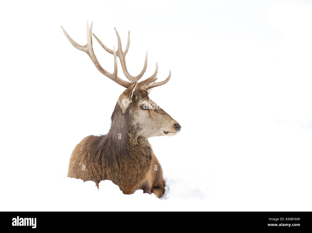 Red deer stag sitting in the winter snow Stock Photo