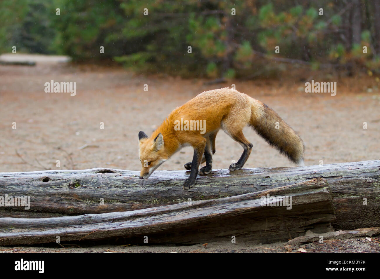 Red fox (Vulpes vulpes) walking on log in autumn in Algonquin Park ...