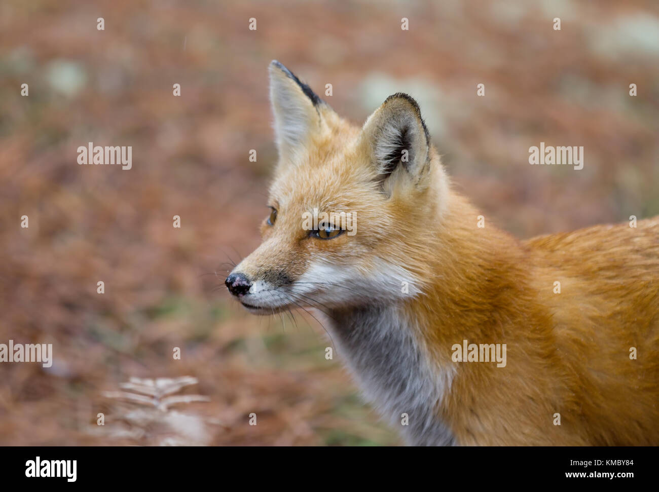 Red fox (Vulpes vulpes) in autumn in Algonquin Park, Canada Stock Photo ...