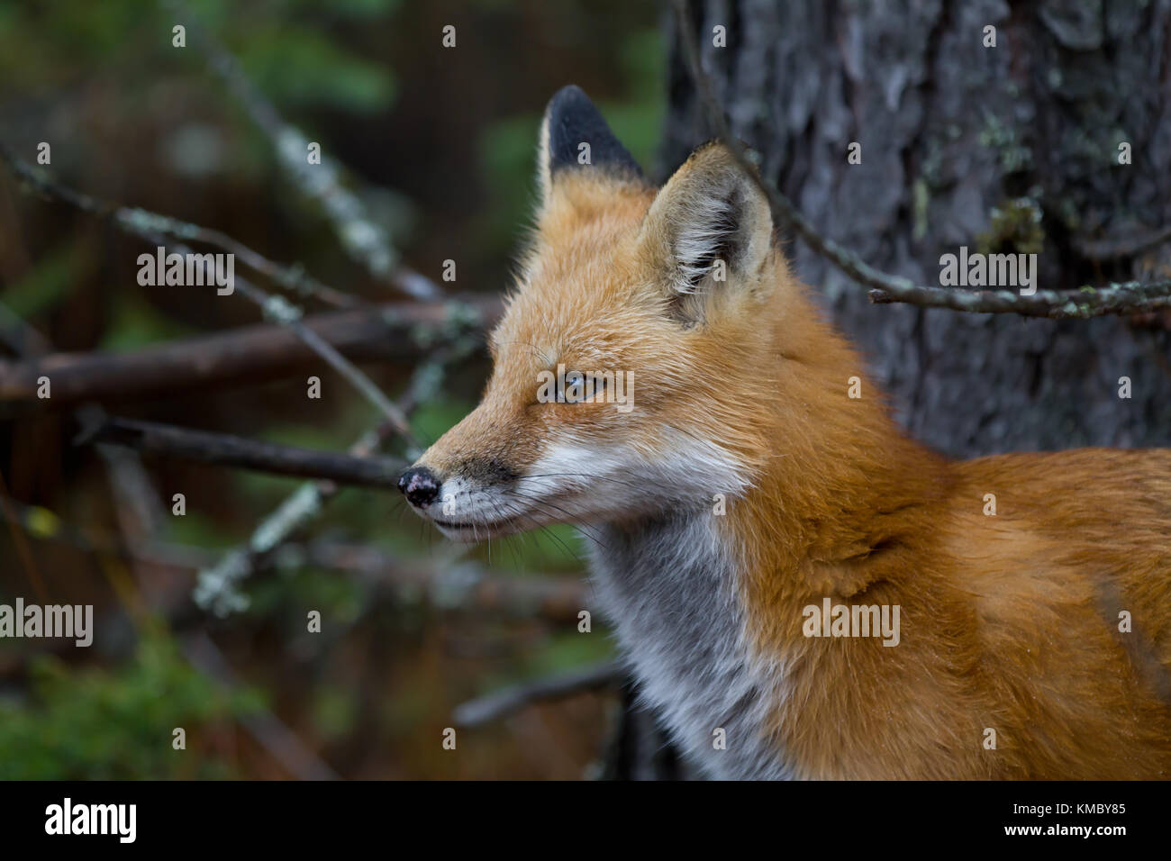 Red fox (Vulpes vulpes) in autumn in Algonquin Park, Canada Stock Photo ...