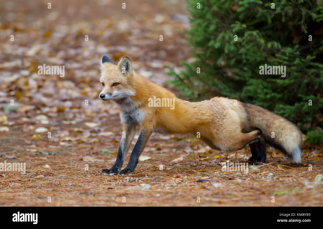 Red fox (Vulpes vulpes) in autumn in Algonquin Park, Canada Stock Photo ...