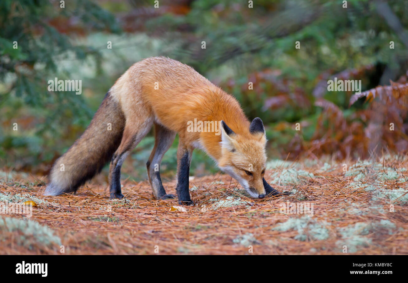 Red fox (Vulpes vulpes) in autumn in Algonquin Park, Canada Stock Photo ...