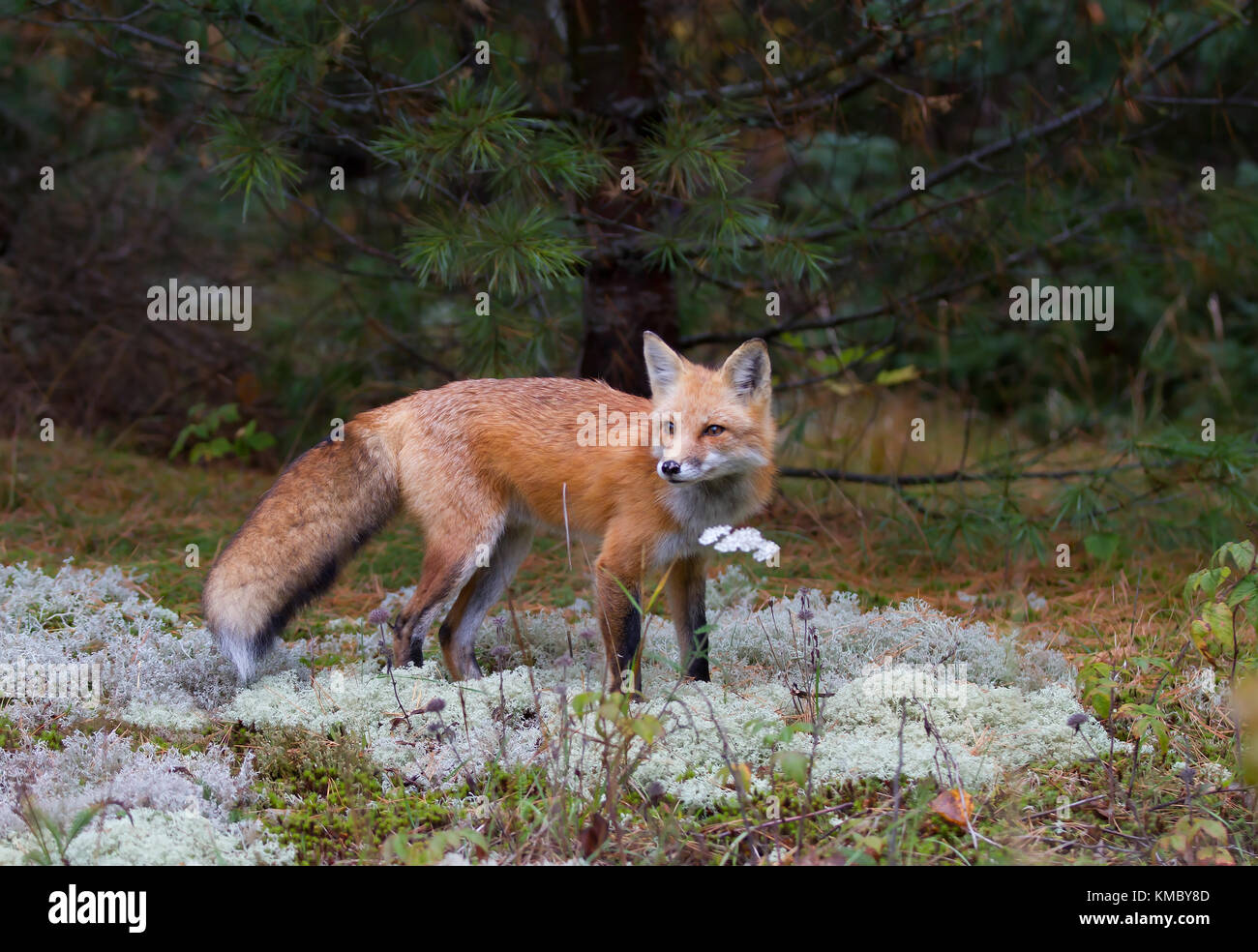 Red fox (Vulpes vulpes) in autumn in Algonquin Park, Canada Stock Photo ...