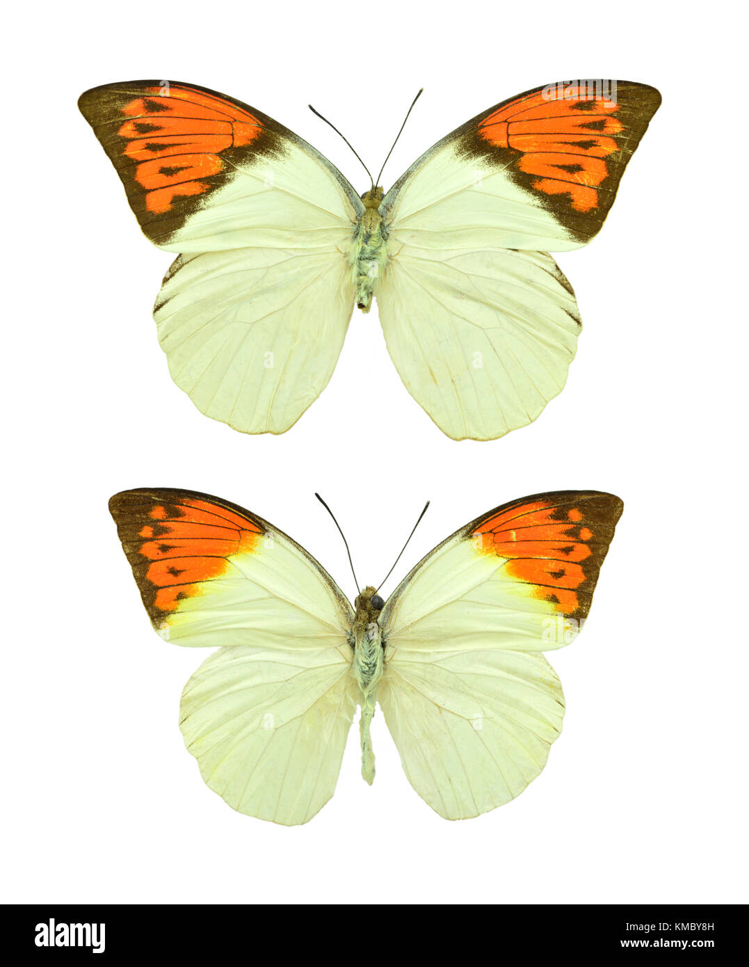 Beautiful exotic colorful butterflies isolated on white background ...