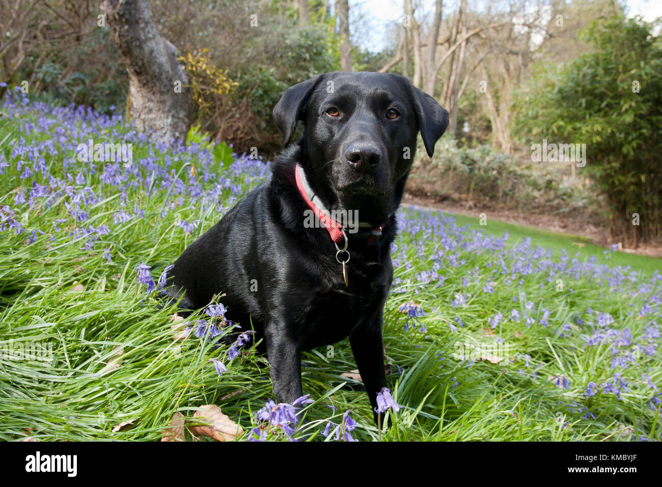 black labrador, adult, sitting in garden among bluebells Stock Photo