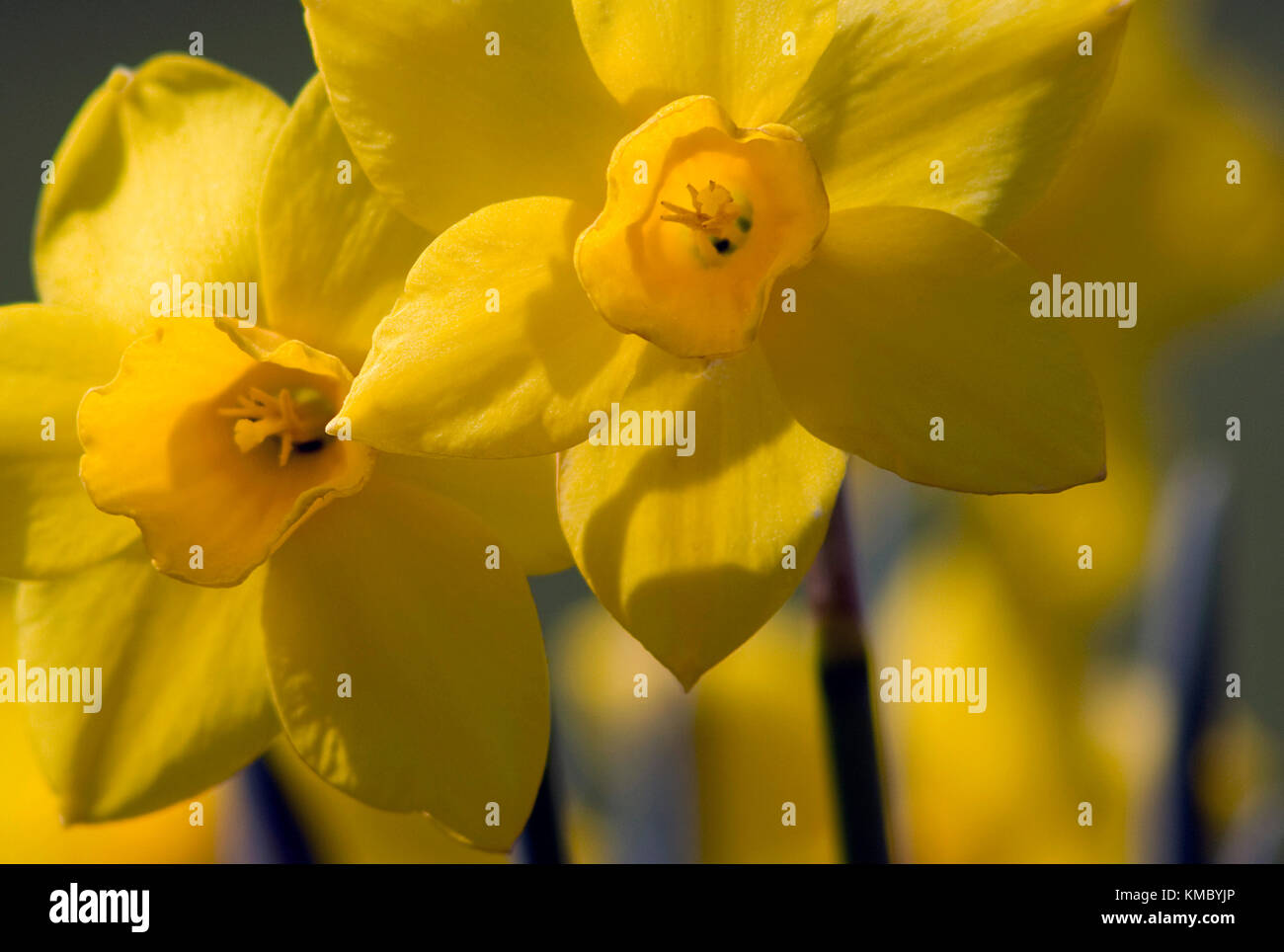 King Alfred daffodils, close up of petals and trumpet Stock Photo