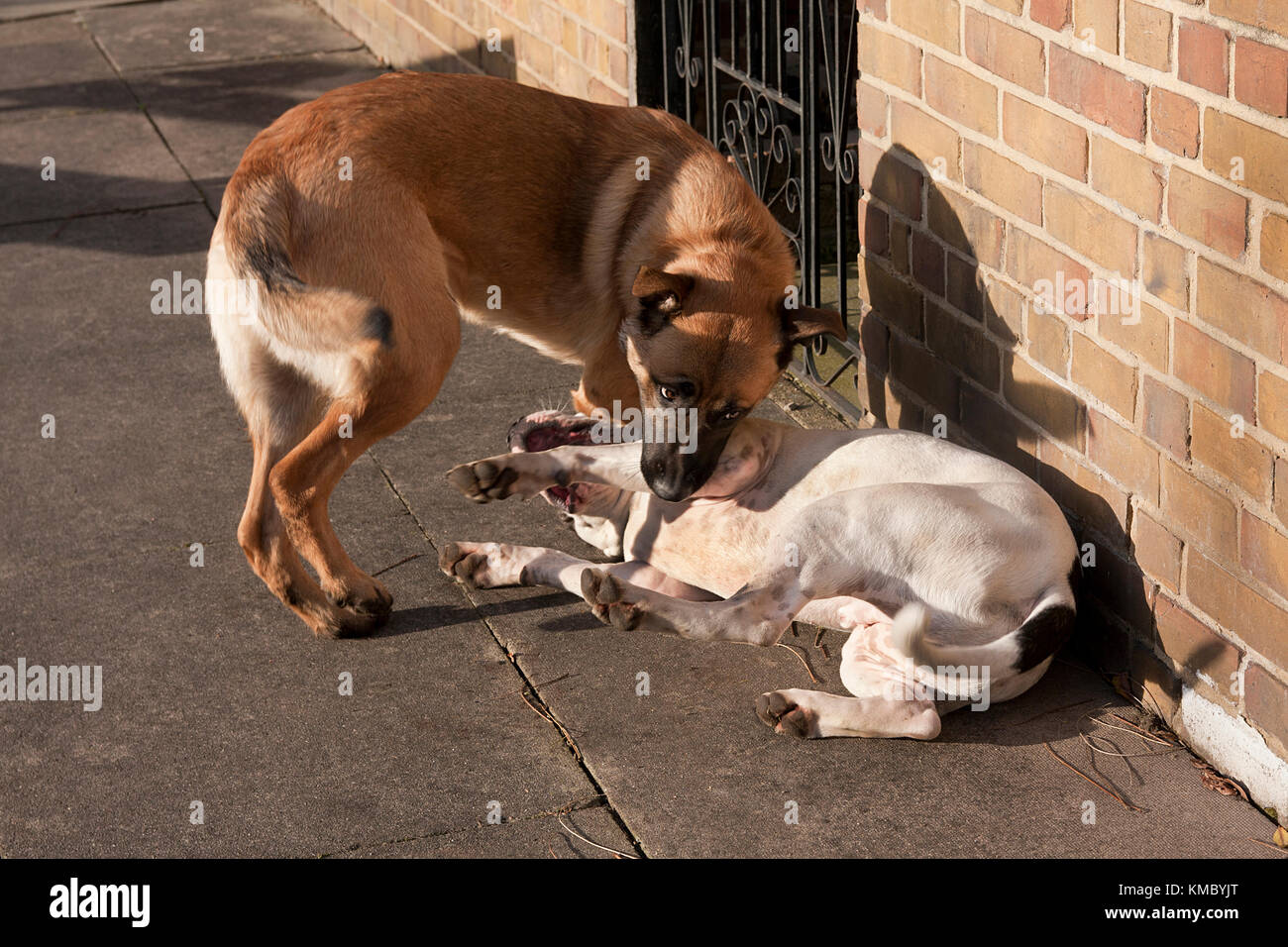 two dogs fighting in city street Stock Photo