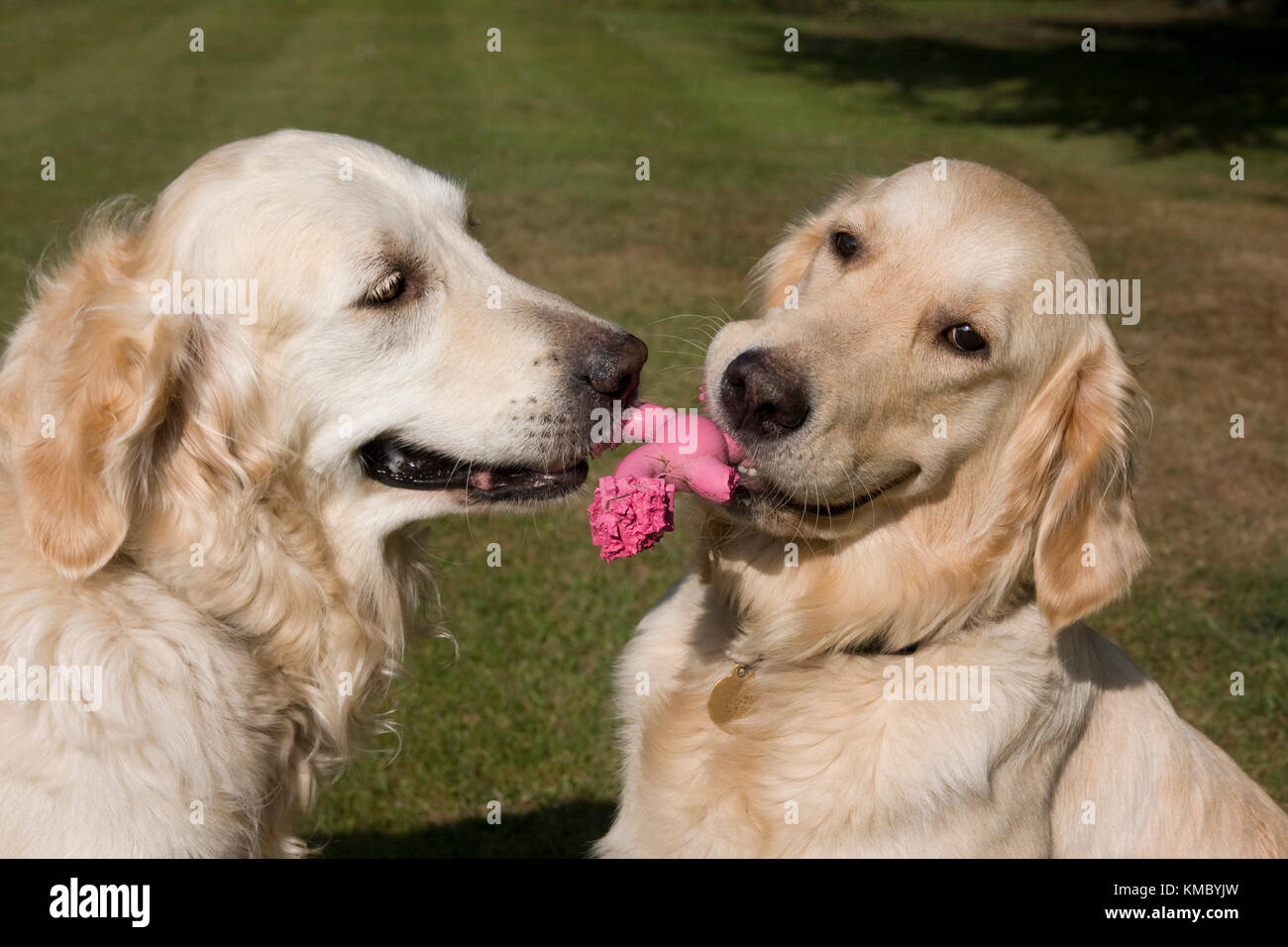 two golden retrievers playing tug of war with toy Stock Photo Alamy